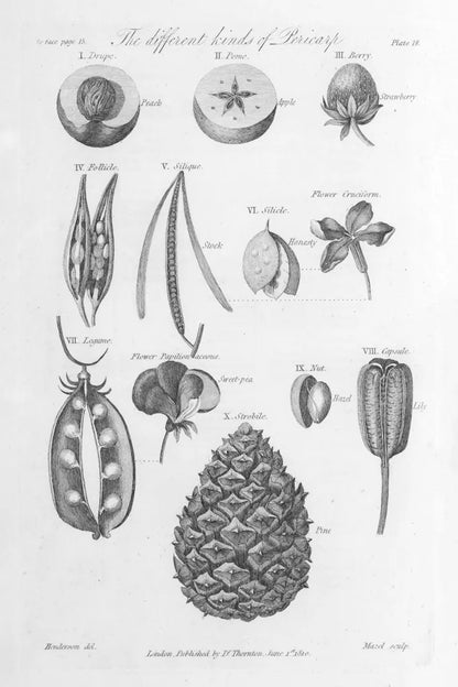 Elements of Botany III by Wild Apple Portfolio. SKU 39002h. Archival Giclee Fine art print for wall decor.