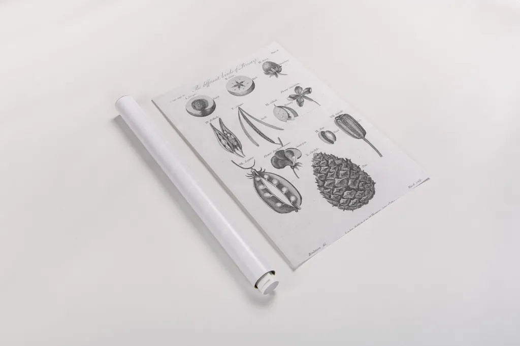 Elements of Botany III by Wild Apple Portfolio. shown as a rolled paper print. Available as archival giclee rolled canvas, fine art paper, or poster print. SKU 39002h.