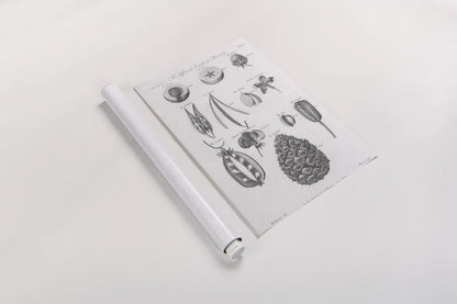 Elements of Botany III by Wild Apple Portfolio. shown as a rolled paper print. Available as archival giclee rolled canvas, fine art paper, or poster print. SKU 39002h.