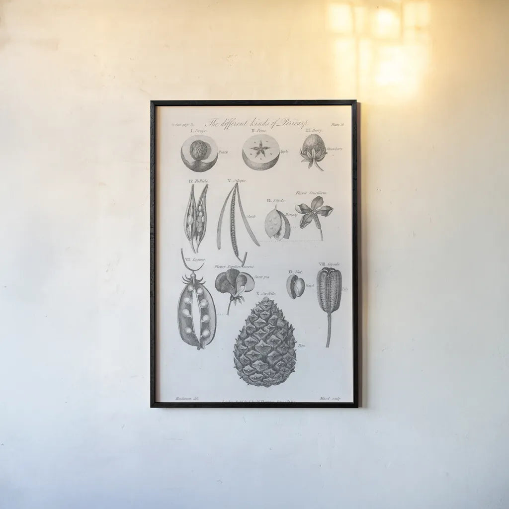 Elements of Botany III by Wild Apple Portfolio. shown as a paper print in a black flame. Available as a archival giclee rolled canvas, fine art paper, or poster print. SKU 39002h.