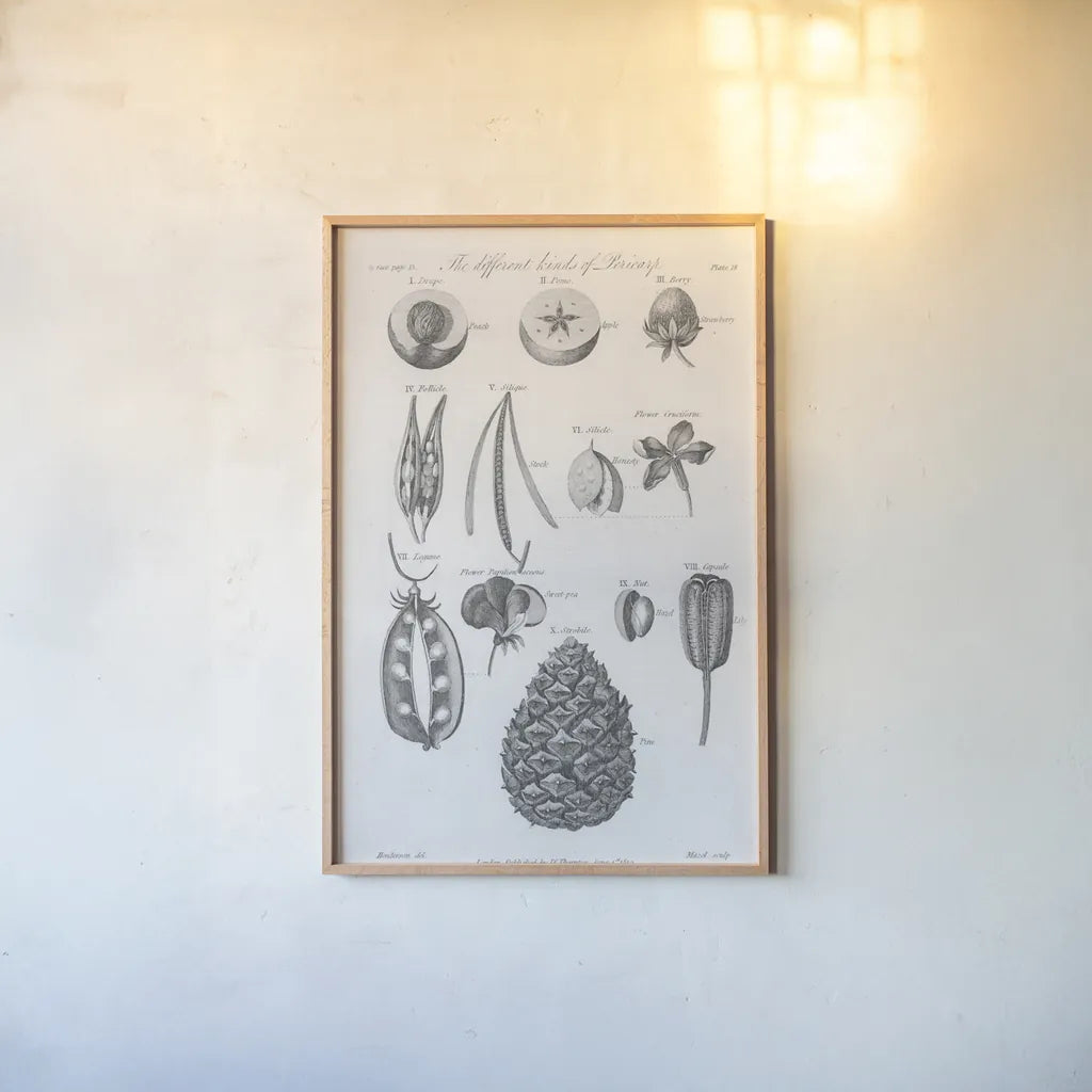 Elements of Botany III by Wild Apple Portfolio. shown as a paper print in a natural frame. Available as a archival giclee rolled canvas, fine art paper, or poster print. SKU 39002h.