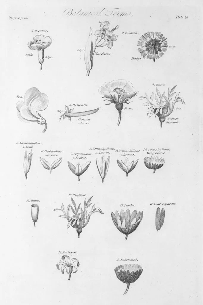 Elements of Botany IV by Wild Apple Portfolio. SKU 39003h. Archival Giclee Fine art print for wall decor.