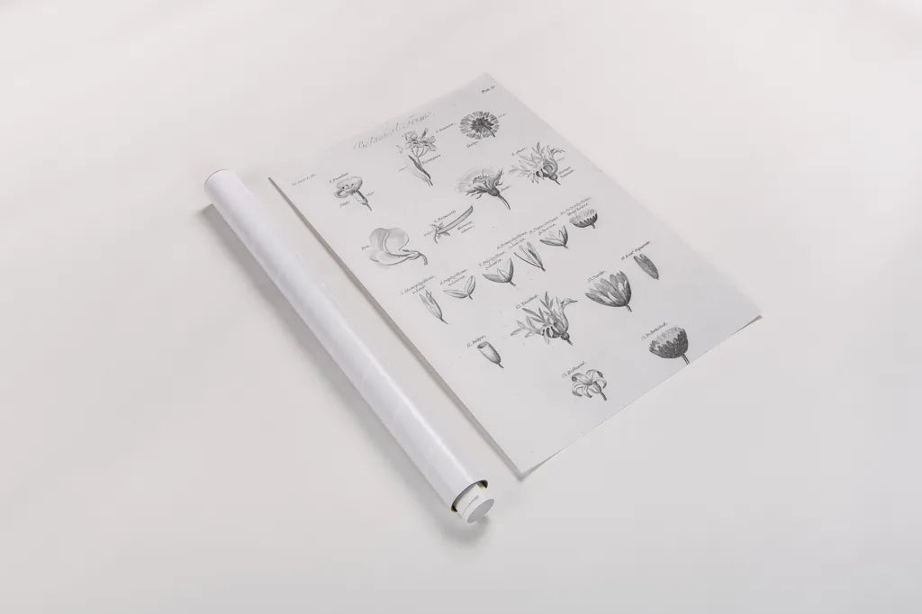 Elements of Botany IV by Wild Apple Portfolio. shown as a rolled paper print. Available as archival giclee rolled canvas, fine art paper, or poster print. SKU 39003h.