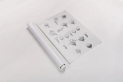 Elements of Botany IV by Wild Apple Portfolio. shown as a rolled paper print. Available as archival giclee rolled canvas, fine art paper, or poster print. SKU 39003h.