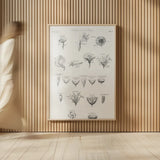 Elements of Botany IV by Wild Apple Portfolio. shown as over sized large wall art. Available as an archival giclee rolled canvas, fine art paper, or poster print. SKU 39003h.
