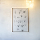 Elements of Botany IV by Wild Apple Portfolio. shown as a paper print in a black flame. Available as a archival giclee rolled canvas, fine art paper, or poster print. SKU 39003h.