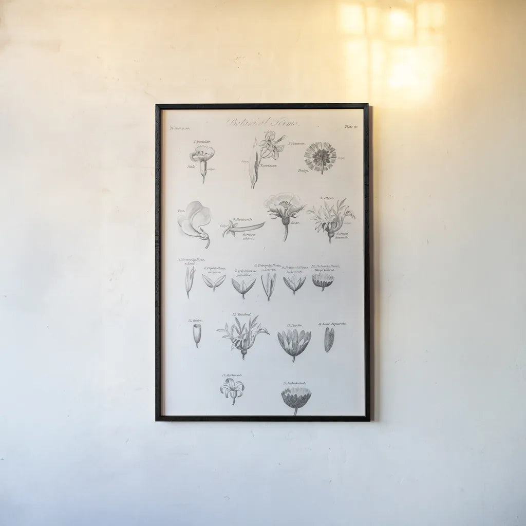 Elements of Botany IV by Wild Apple Portfolio. shown as a paper print in a black flame. Available as a archival giclee rolled canvas, fine art paper, or poster print. SKU 39003h.