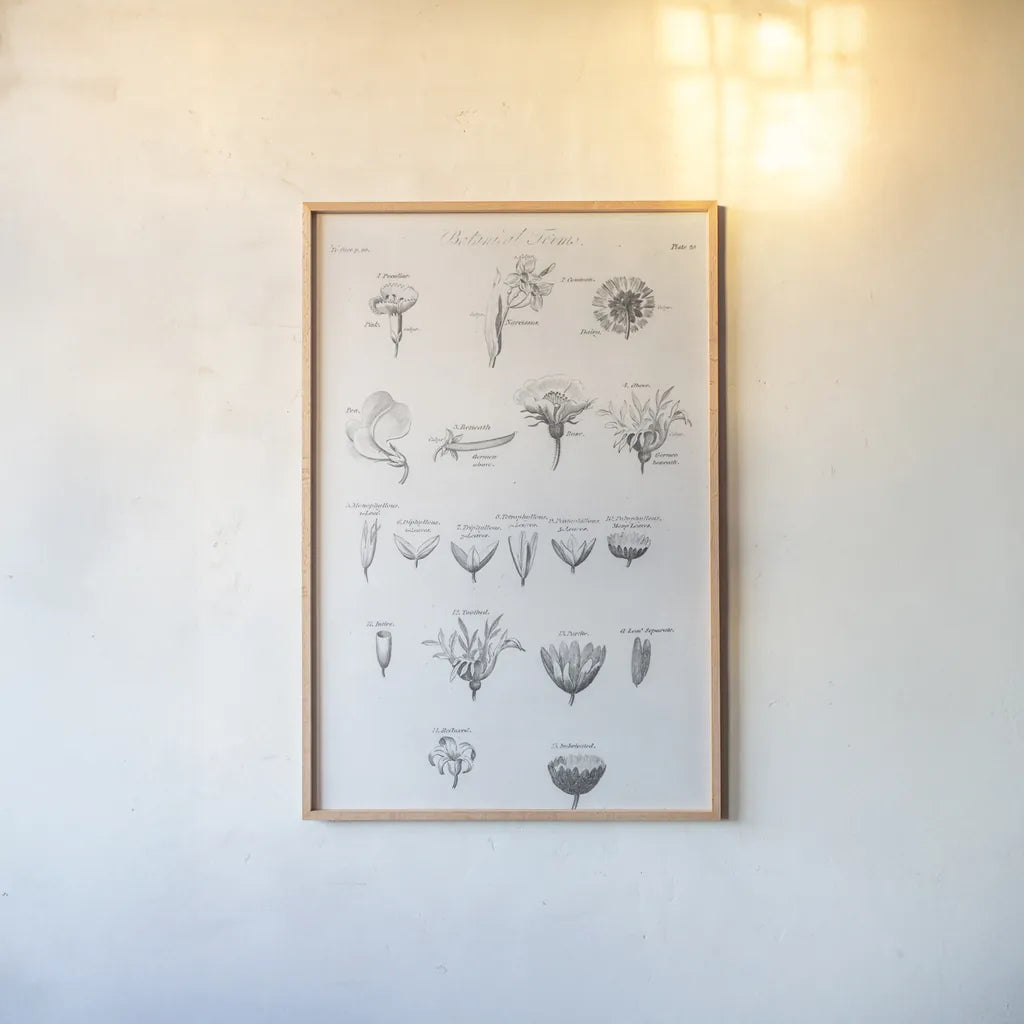 Elements of Botany IV by Wild Apple Portfolio. shown as a paper print in a natural frame. Available as a archival giclee rolled canvas, fine art paper, or poster print. SKU 39003h.