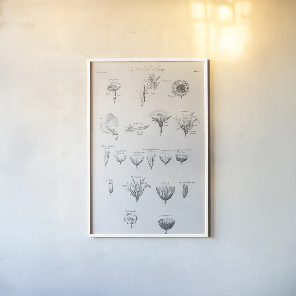 Elements of Botany IV by Wild Apple Portfolio. shown as a paper print in a white frame. Available as a archival giclee rolled canvas, fine art paper, or poster print. SKU 39003h.