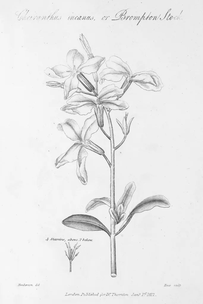 Elements of Botany IX by Wild Apple Portfolio. SKU 39008h. Archival Giclee Fine art print for wall decor.