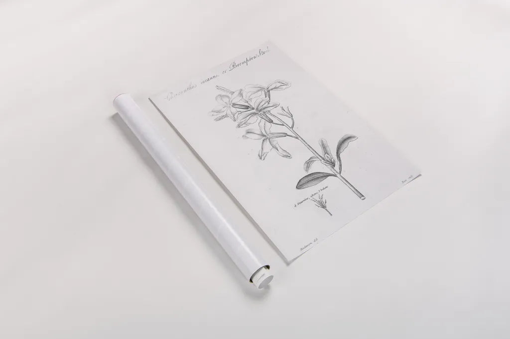 Elements of Botany IX by Wild Apple Portfolio. shown as a rolled paper print. Available as archival giclee rolled canvas, fine art paper, or poster print. SKU 39008h.