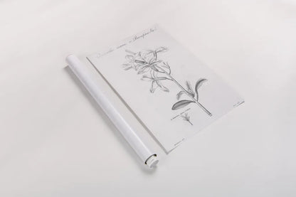 Elements of Botany IX by Wild Apple Portfolio. shown as a rolled paper print. Available as archival giclee rolled canvas, fine art paper, or poster print. SKU 39008h.