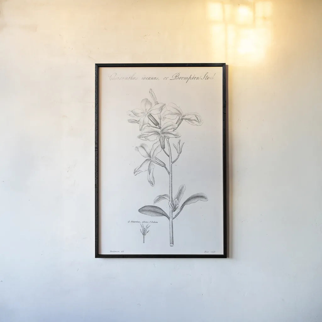 Elements of Botany IX by Wild Apple Portfolio. shown as a paper print in a black flame. Available as a archival giclee rolled canvas, fine art paper, or poster print. SKU 39008h.