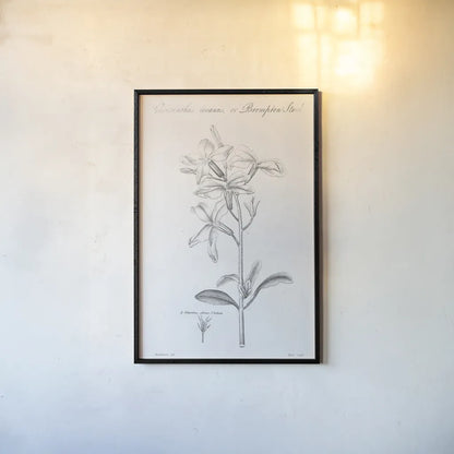 Elements of Botany IX by Wild Apple Portfolio. shown as a paper print in a black flame. Available as a archival giclee rolled canvas, fine art paper, or poster print. SKU 39008h.