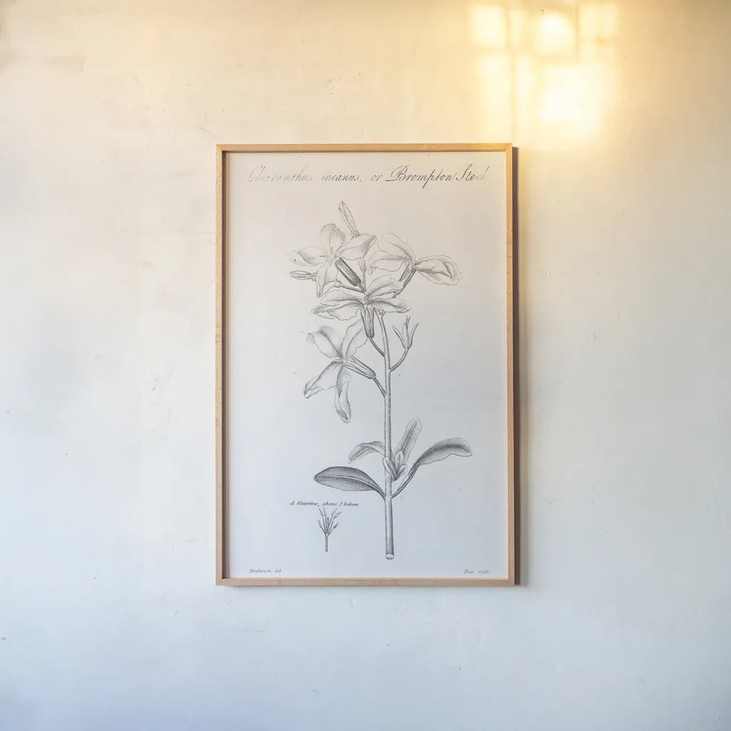 Elements of Botany IX by Wild Apple Portfolio. shown as a paper print in a natural frame. Available as a archival giclee rolled canvas, fine art paper, or poster print. SKU 39008h.