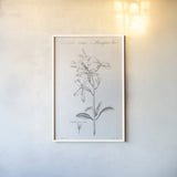 Elements of Botany IX by Wild Apple Portfolio. shown as a paper print in a white frame. Available as a archival giclee rolled canvas, fine art paper, or poster print. SKU 39008h.