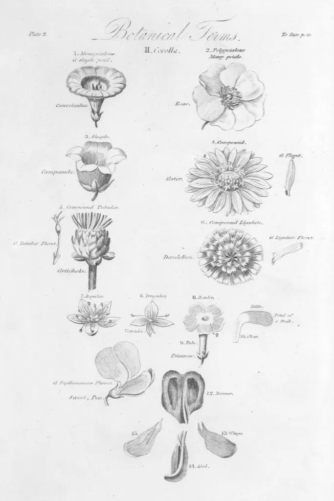 Elements of Botany V by Wild Apple Portfolio. SKU 39004h. Archival Giclee Fine art print for wall decor.