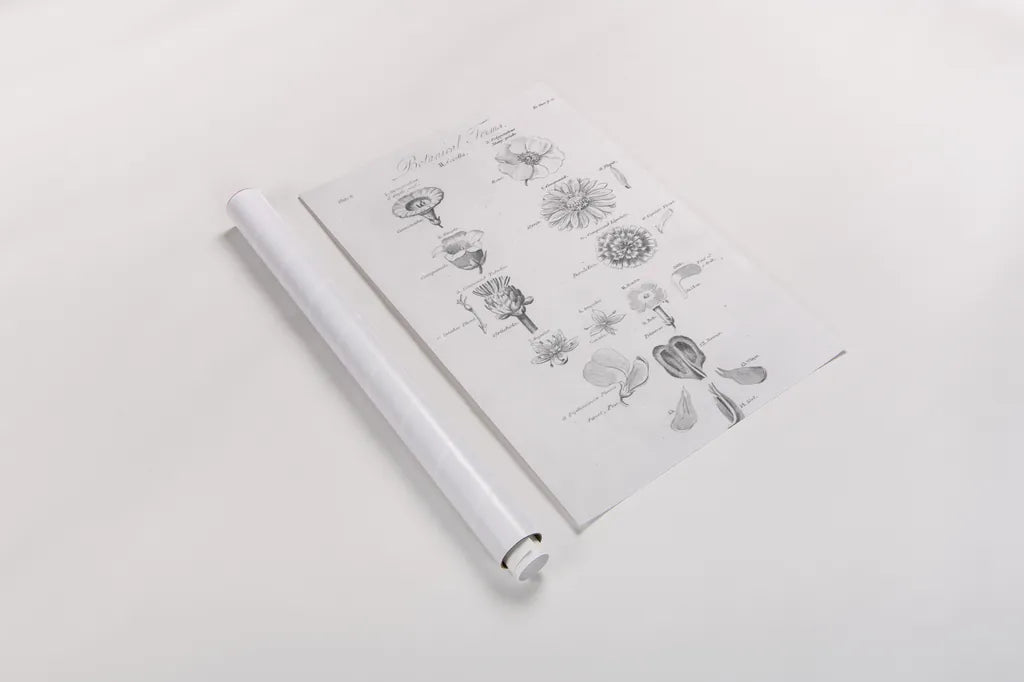 Elements of Botany V by Wild Apple Portfolio. shown as a rolled paper print. Available as archival giclee rolled canvas, fine art paper, or poster print. SKU 39004h.