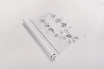 Elements of Botany V by Wild Apple Portfolio. shown as a rolled paper print. Available as archival giclee rolled canvas, fine art paper, or poster print. SKU 39004h.