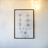 Elements of Botany V by Wild Apple Portfolio. shown as a paper print in a black flame. Available as a archival giclee rolled canvas, fine art paper, or poster print. SKU 39004h.