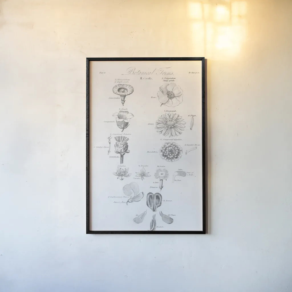 Elements of Botany V by Wild Apple Portfolio. shown as a paper print in a black flame. Available as a archival giclee rolled canvas, fine art paper, or poster print. SKU 39004h.