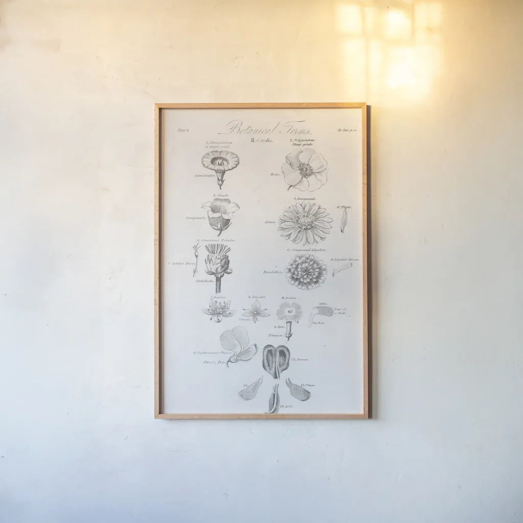 Elements of Botany V by Wild Apple Portfolio. shown as a paper print in a natural frame. Available as a archival giclee rolled canvas, fine art paper, or poster print. SKU 39004h.