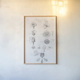 Elements of Botany V by Wild Apple Portfolio. shown as a paper print in a natural frame. Available as a archival giclee rolled canvas, fine art paper, or poster print. SKU 39004h.