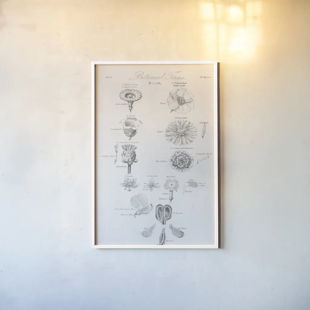 Elements of Botany V by Wild Apple Portfolio. shown as a paper print in a white frame. Available as a archival giclee rolled canvas, fine art paper, or poster print. SKU 39004h.