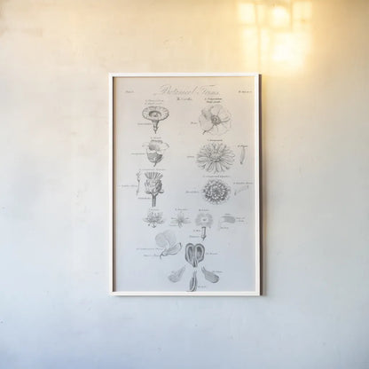 Elements of Botany V by Wild Apple Portfolio. shown as a paper print in a white frame. Available as a archival giclee rolled canvas, fine art paper, or poster print. SKU 39004h.