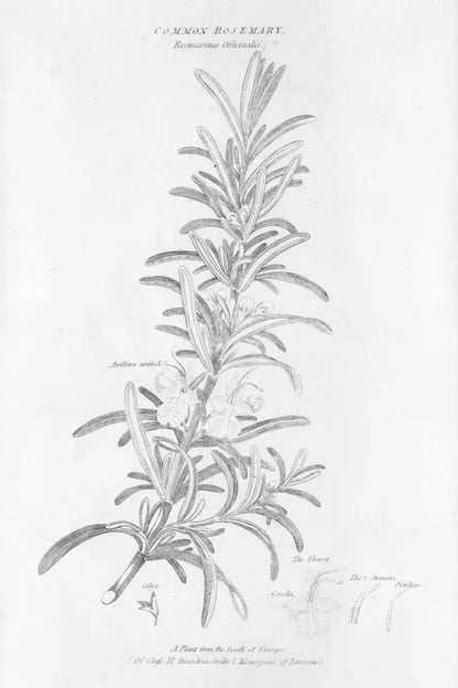 Elements of Botany VI by Wild Apple Portfolio. SKU 39005h. Archival Giclee Fine art print for wall decor.