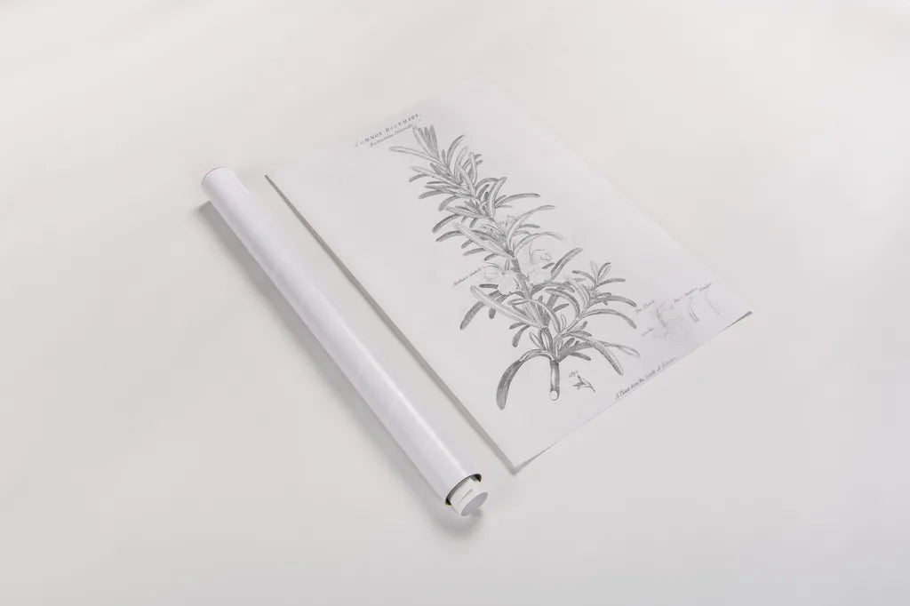 Elements of Botany VI by Wild Apple Portfolio. shown as a rolled paper print. Available as archival giclee rolled canvas, fine art paper, or poster print. SKU 39005h.