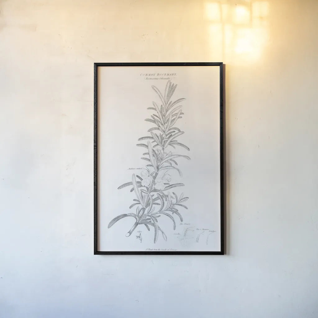 Elements of Botany VI by Wild Apple Portfolio. shown as a paper print in a black flame. Available as a archival giclee rolled canvas, fine art paper, or poster print. SKU 39005h.