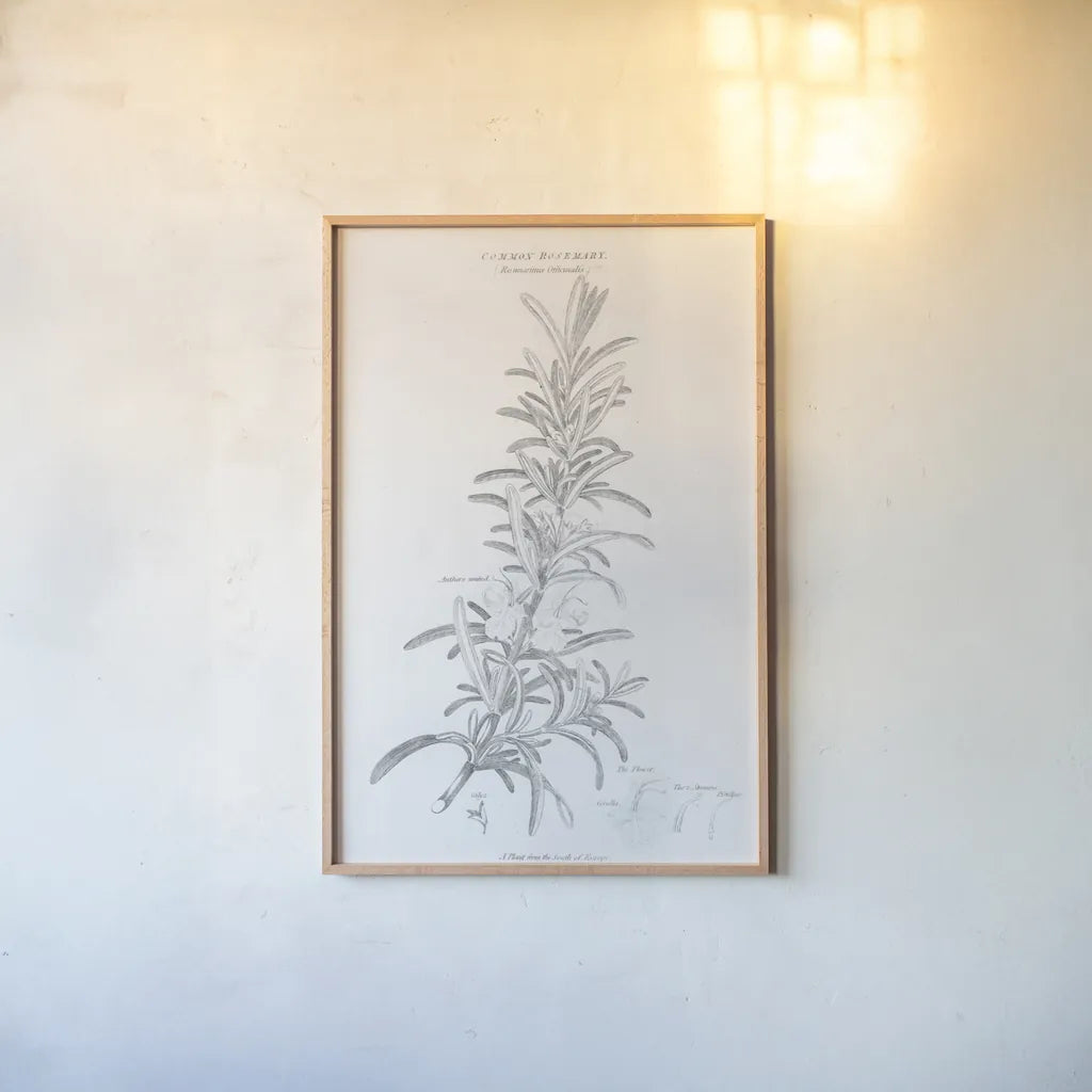 Elements of Botany VI by Wild Apple Portfolio. shown as a paper print in a natural frame. Available as a archival giclee rolled canvas, fine art paper, or poster print. SKU 39005h.