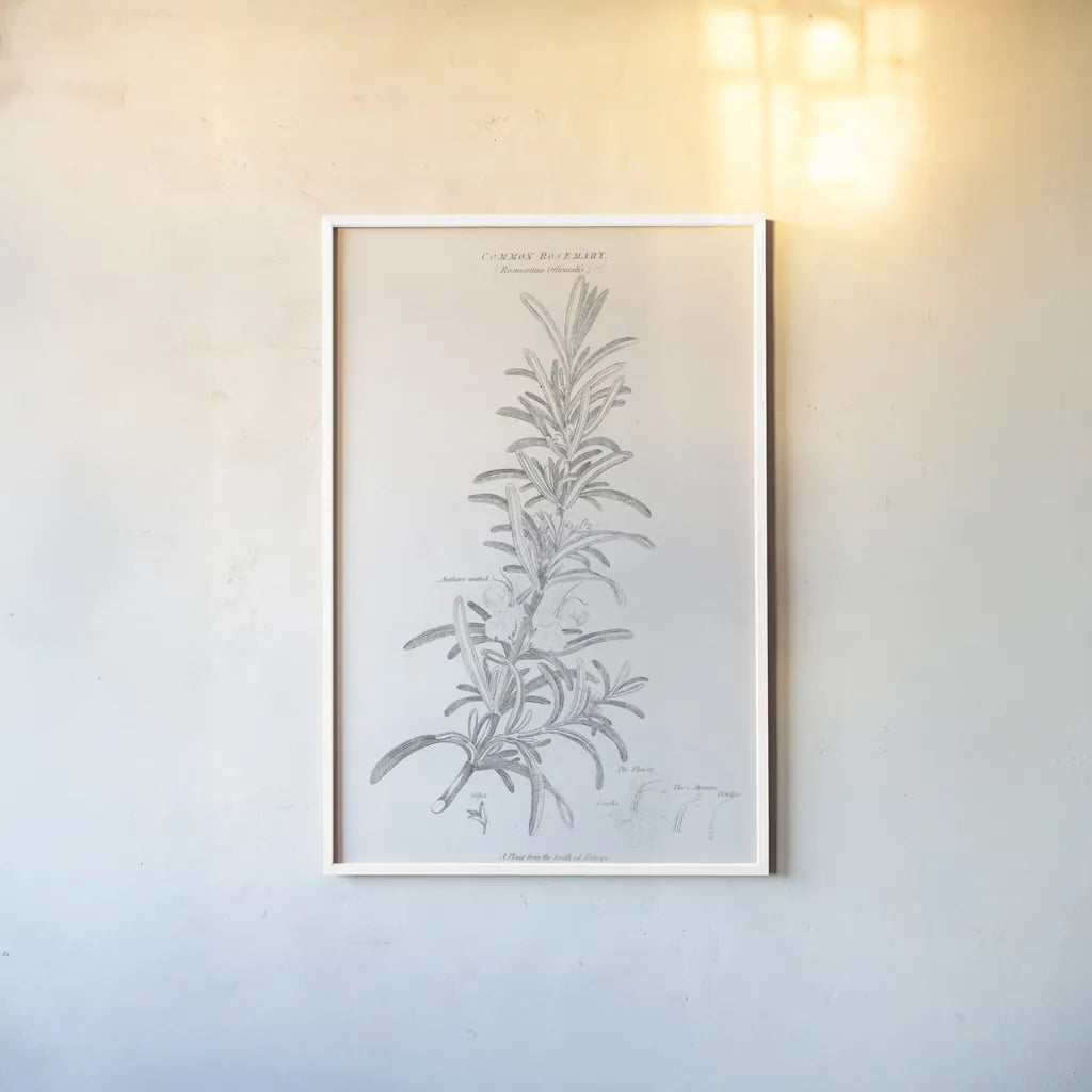 Elements of Botany VI by Wild Apple Portfolio. shown as a paper print in a white frame. Available as a archival giclee rolled canvas, fine art paper, or poster print. SKU 39005h.