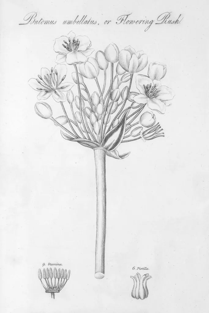 Elements of Botany VII by Wild Apple Portfolio. SKU 39006h. Archival Giclee Fine art print for wall decor.