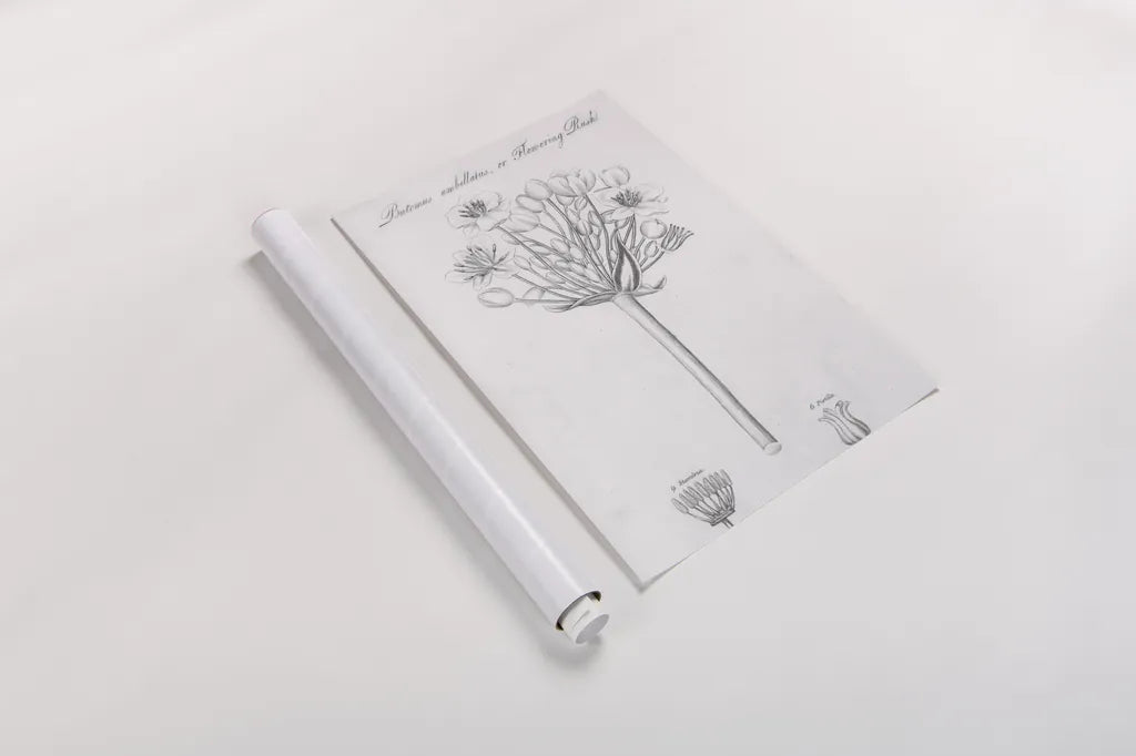 Elements of Botany VII by Wild Apple Portfolio. shown as a rolled paper print. Available as archival giclee rolled canvas, fine art paper, or poster print. SKU 39006h.