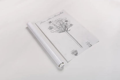 Elements of Botany VII by Wild Apple Portfolio. shown as a rolled paper print. Available as archival giclee rolled canvas, fine art paper, or poster print. SKU 39006h.