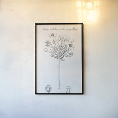Elements of Botany VII by Wild Apple Portfolio. shown as a paper print in a black flame. Available as a archival giclee rolled canvas, fine art paper, or poster print. SKU 39006h.