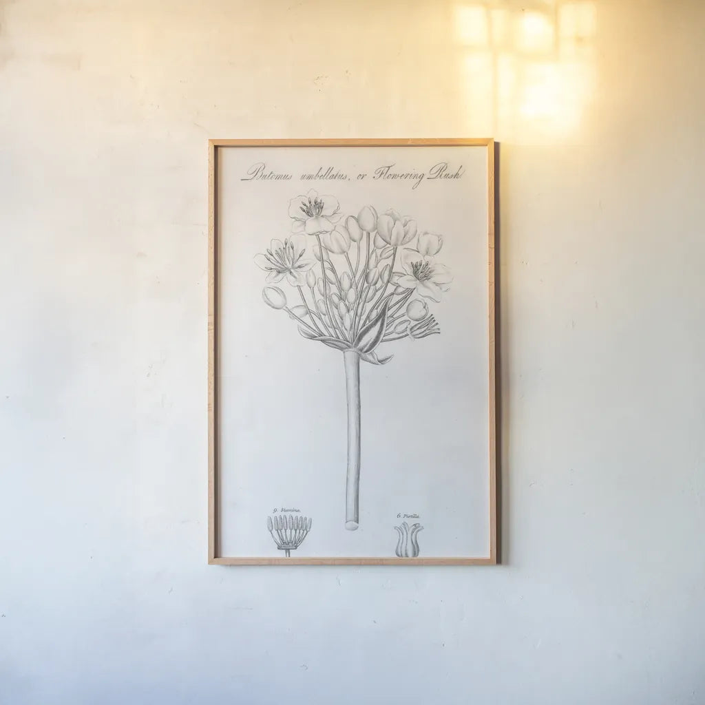 Elements of Botany VII by Wild Apple Portfolio. shown as a paper print in a natural frame. Available as a archival giclee rolled canvas, fine art paper, or poster print. SKU 39006h.