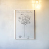 Elements of Botany VII by Wild Apple Portfolio. shown as a paper print in a white frame. Available as a archival giclee rolled canvas, fine art paper, or poster print. SKU 39006h.