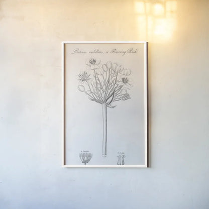 Elements of Botany VII by Wild Apple Portfolio. shown as a paper print in a white frame. Available as a archival giclee rolled canvas, fine art paper, or poster print. SKU 39006h.