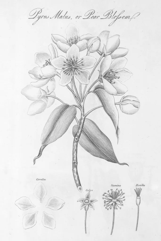 Elements of Botany VIII by Wild Apple Portfolio. SKU 39007h. Archival Giclee Fine art print for wall decor.