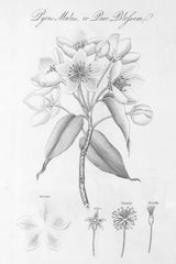 Elements of Botany VIII by Wild Apple Portfolio. SKU 39007h. Archival Giclee Fine art print for wall decor.