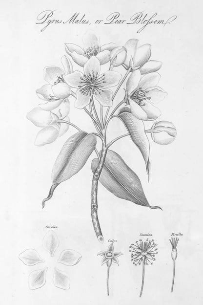 Elements of Botany VIII by Wild Apple Portfolio. SKU 39007h. Archival Giclee Fine art print for wall decor.