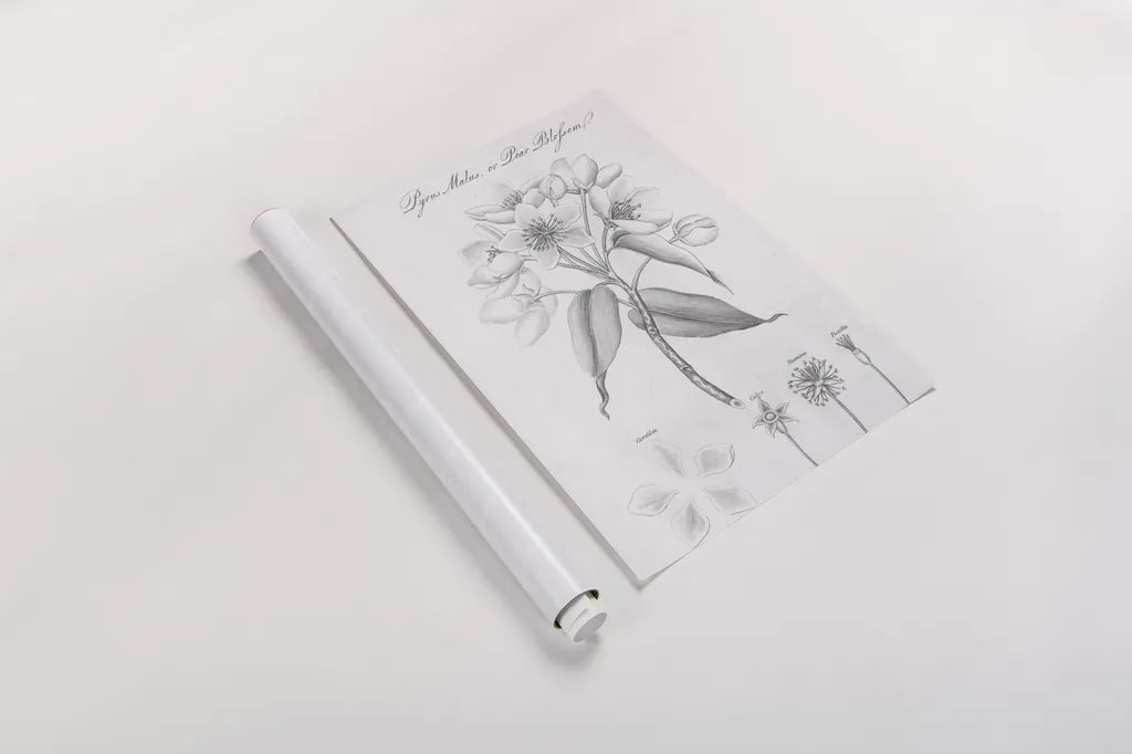 Elements of Botany VIII by Wild Apple Portfolio. shown as a rolled paper print. Available as archival giclee rolled canvas, fine art paper, or poster print. SKU 39007h.