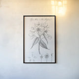 Elements of Botany VIII by Wild Apple Portfolio. shown as a paper print in a black flame. Available as a archival giclee rolled canvas, fine art paper, or poster print. SKU 39007h.
