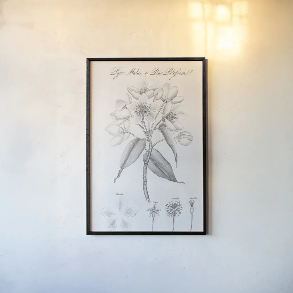 Elements of Botany VIII by Wild Apple Portfolio. shown as a paper print in a black flame. Available as a archival giclee rolled canvas, fine art paper, or poster print. SKU 39007h.