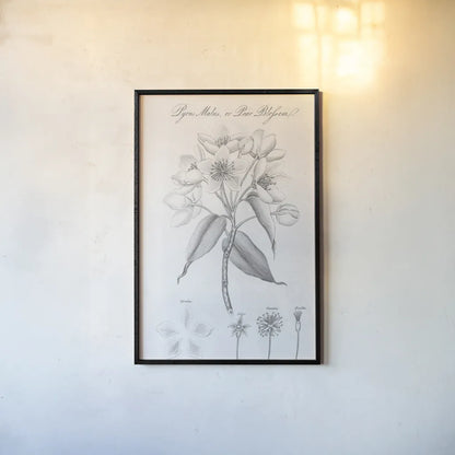 Elements of Botany VIII by Wild Apple Portfolio. shown as a paper print in a black flame. Available as a archival giclee rolled canvas, fine art paper, or poster print. SKU 39007h.