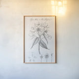 Elements of Botany VIII by Wild Apple Portfolio. shown as a paper print in a natural frame. Available as a archival giclee rolled canvas, fine art paper, or poster print. SKU 39007h.