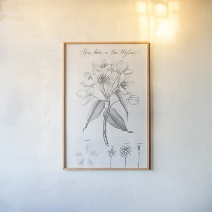 Elements of Botany VIII by Wild Apple Portfolio. shown as a paper print in a natural frame. Available as a archival giclee rolled canvas, fine art paper, or poster print. SKU 39007h.